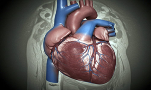 Cardiology Service